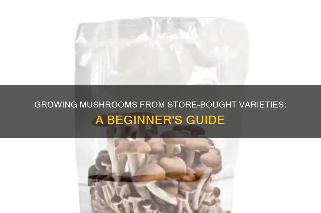 can you use store bought mushrooms to grow