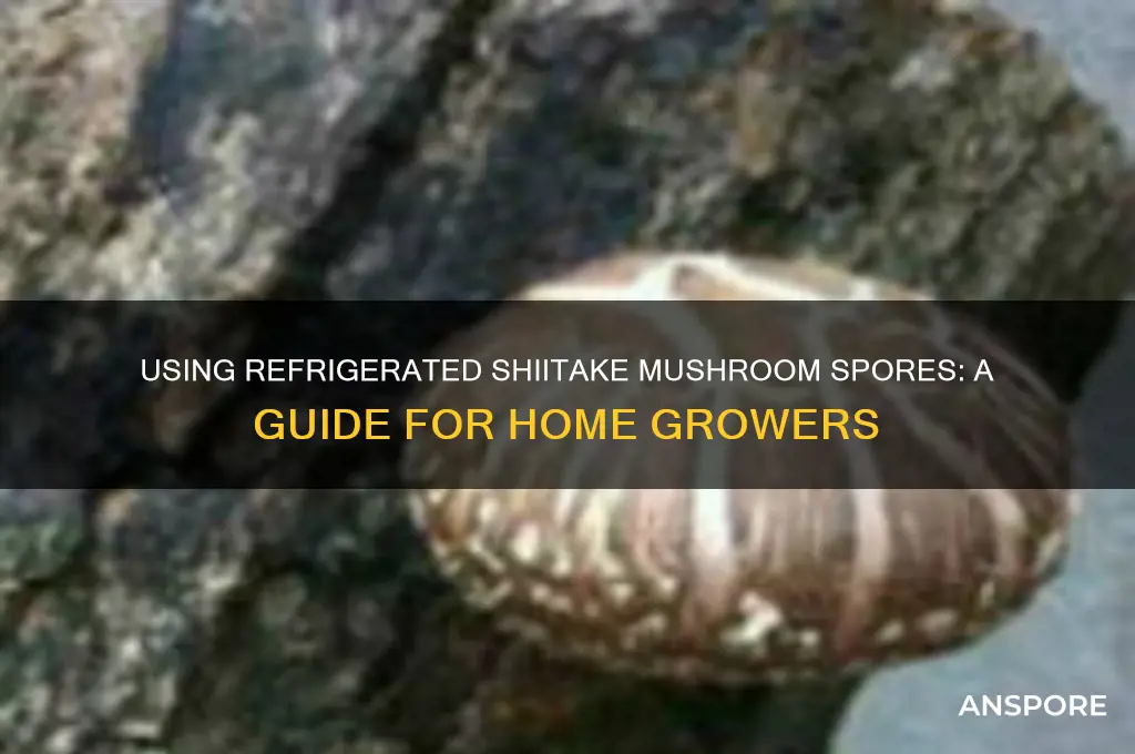 can you use the spores from refrigerated shiitake mushrooms