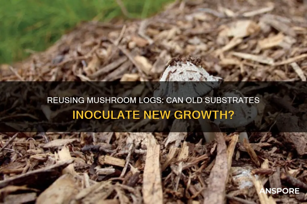 can you use used mushroom logs to innoculate other