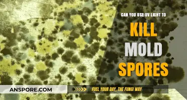 UV Light vs. Mold Spores: Effective Solution or Myth?
