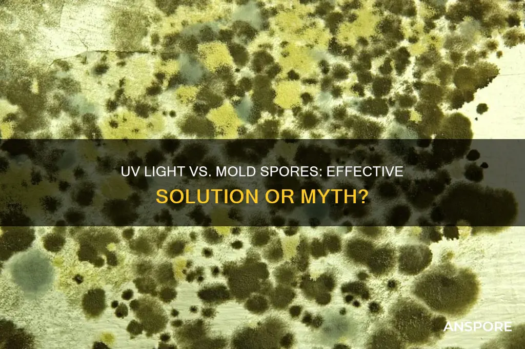 can you use uv light to kill mold spores