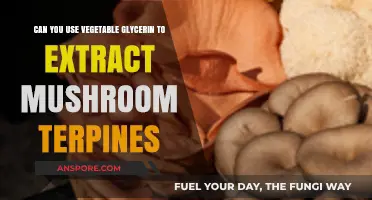 Extracting Mushroom Terpenes with Vegetable Glycerin: A Viable Method?