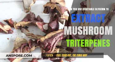 Extracting Mushroom Triterpenes with Vegetable Glycerin: A Viable Method?
