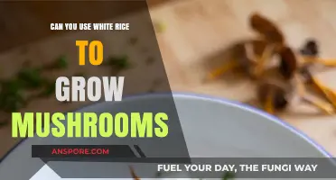 Growing Mushrooms with White Rice: A Surprising Substrate Solution