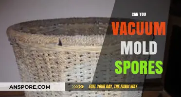 Vacuum Mold Spores: Effective Removal Techniques and Safety Tips