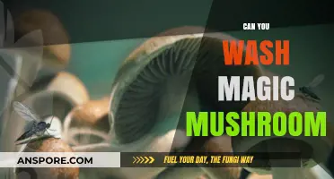 Can You Wash Magic Mushrooms? A Guide to Proper Cleaning