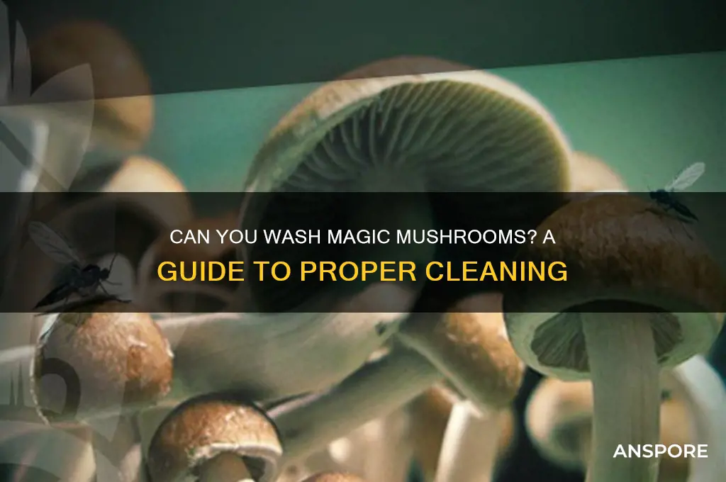 can you wash magic mushrooms