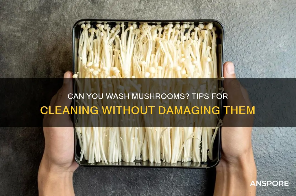 can you wash mushroom
