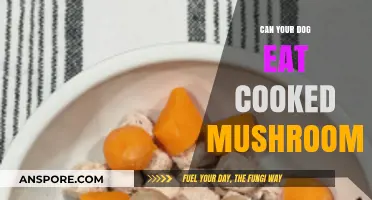 Can Dogs Eat Cooked Mushrooms? Safety Tips for Pet Owners