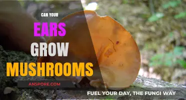 Can Mushrooms Grow in Your Ears? Unraveling the Myth and Facts
