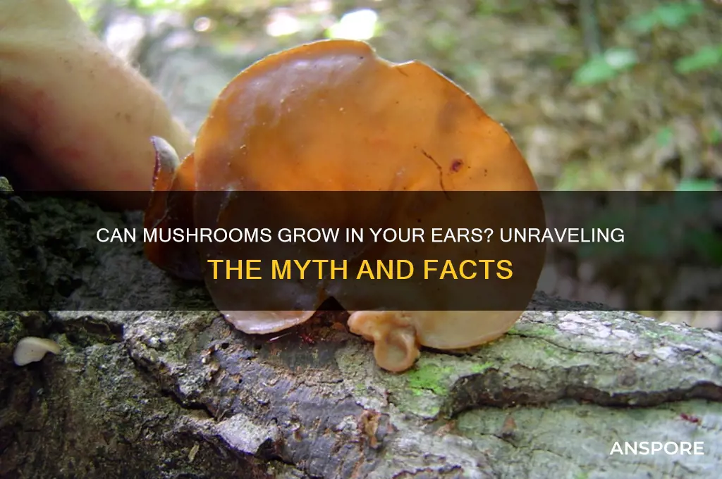 can your ears grow mushrooms