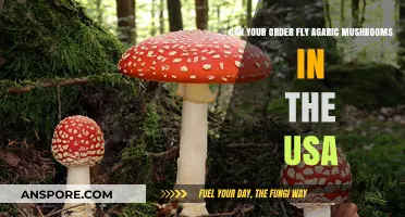 Can You Legally Order Fly Agaric Mushrooms in the USA?