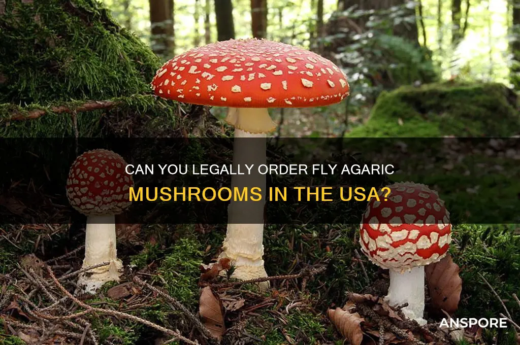 can your order fly agaric mushrooms in the usa