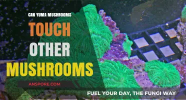 Can Yuma Mushrooms Safely Touch Other Fungi? Exploring Compatibility