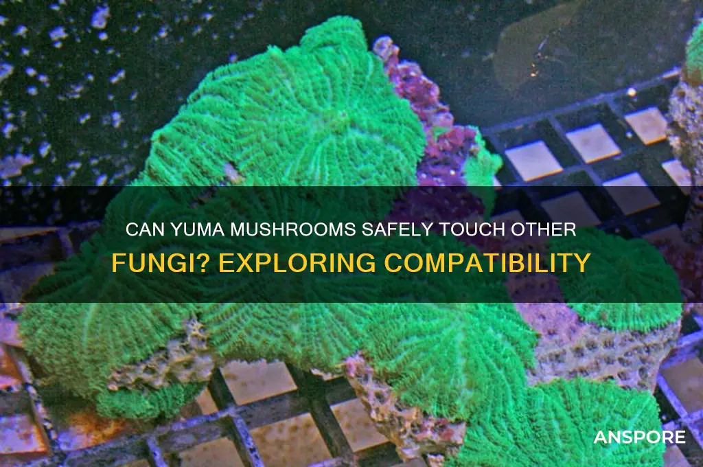 can yuma mushrooms touch other mushrooms