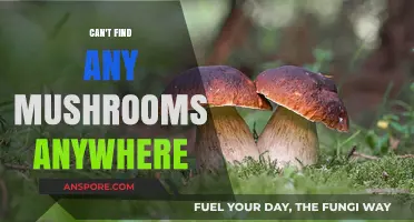 Where Have All the Mushrooms Gone? A Forager's Frustrating Search