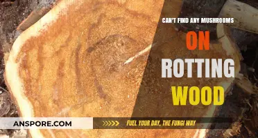 Why Rotting Wood Isn't Always a Mushroom Hunter's Treasure Trove