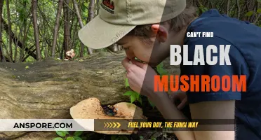 Where to Find Black Mushrooms: A Forager's Ultimate Guide