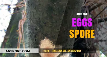 Where Are My Eggs? Troubleshooting Spore Absence in Your Collection