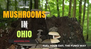 Where Are Ohio's Mushrooms? Tips for Finding Fungi in the Buckeye State
