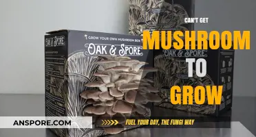 Troubleshooting Mushroom Growth: Common Mistakes and Solutions for Success