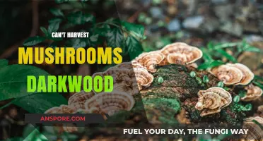 Why You Can't Harvest Mushrooms in Darkwood: Troubleshooting Tips