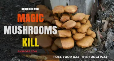 Growing Magic Mushrooms: Potential Risks and Lethal Consequences Explored