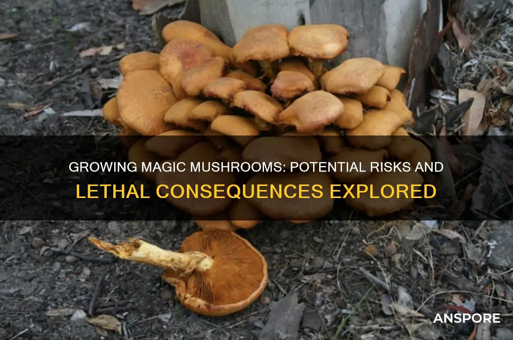could growing magic mushrooms kill
