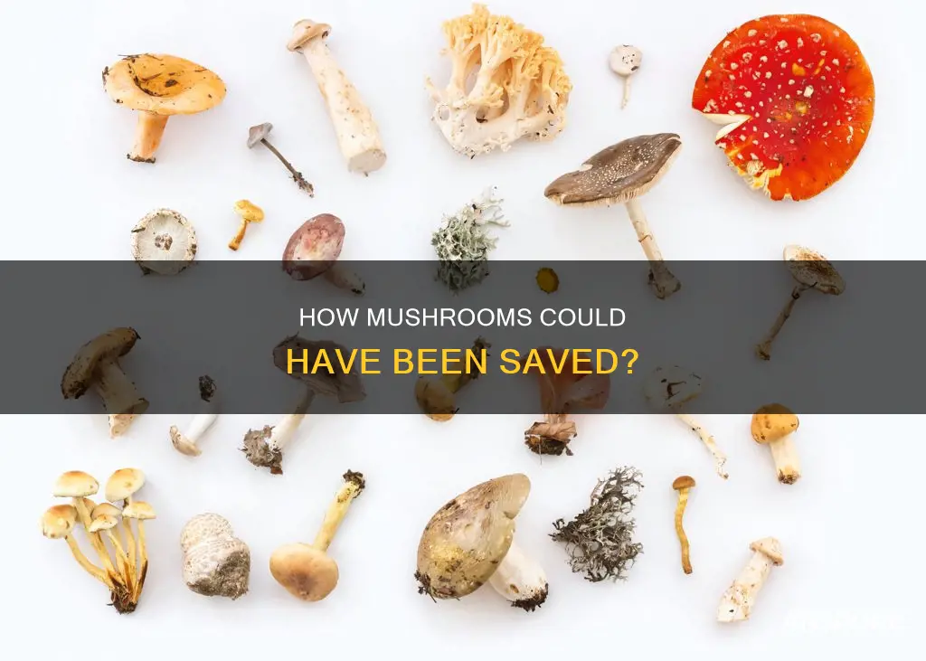 could have saved mushroom