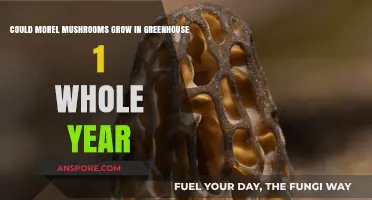 Year-Round Morel Cultivation: Can Greenhouses Sustain Mushroom Growth?