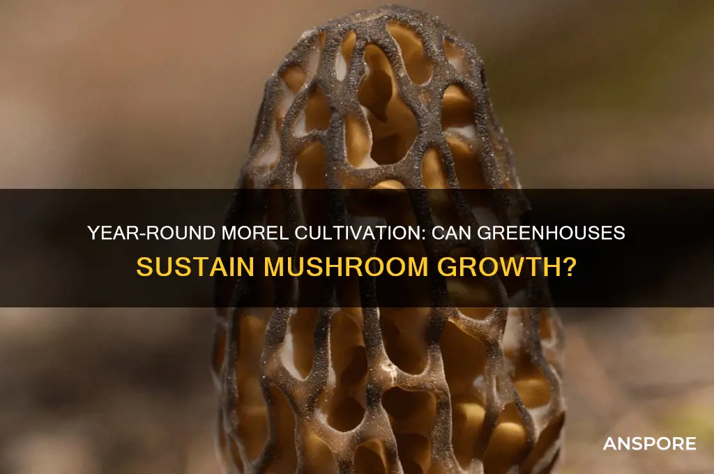 could morel mushrooms grow in greenhouse 1 whole year