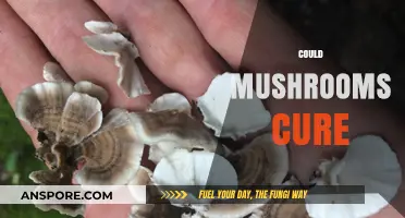 Mushrooms: Nature's Cure for Ailments