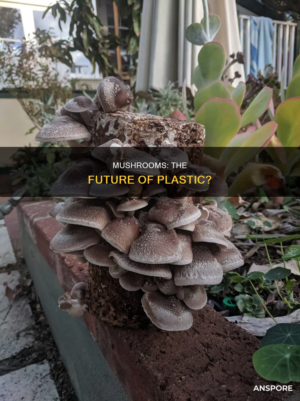 could mushrooms save plastic