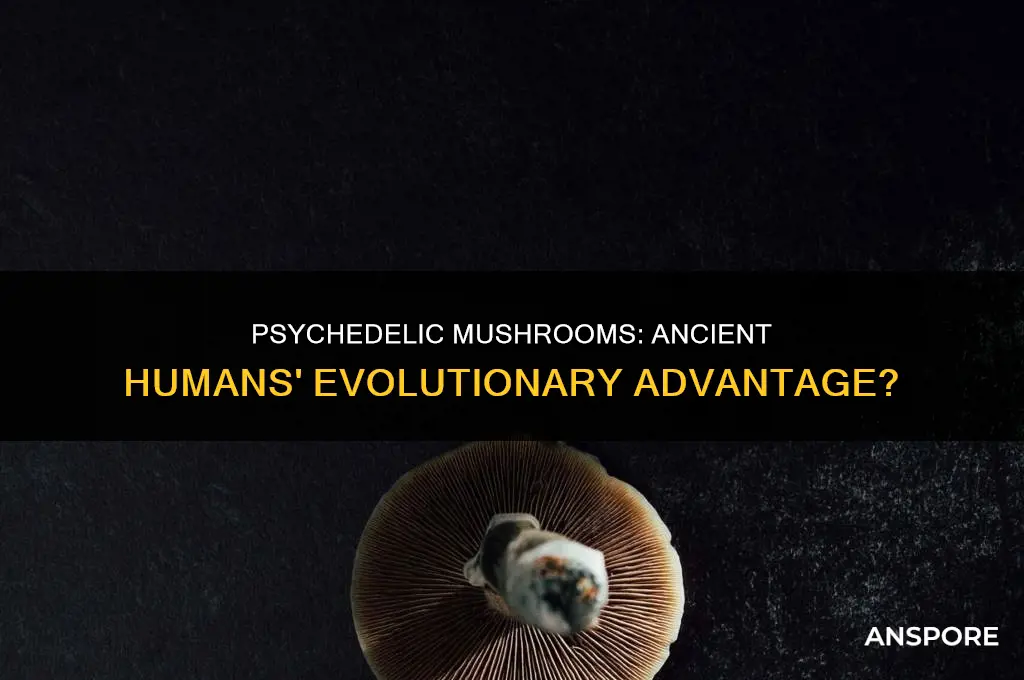 could psychedelic mushrooms have changed human evolution