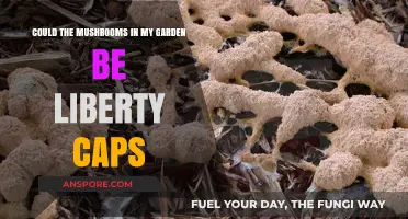 How to Identify Liberty Caps in Your Garden