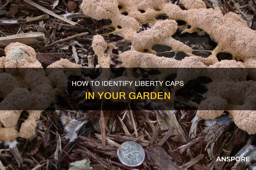 could the mushrooms in my garden be liberty caps