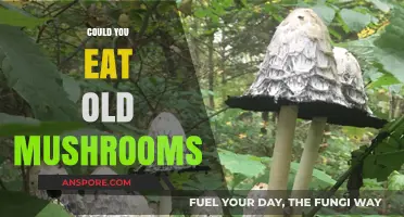 Are Old Mushrooms Safe to Eat? Risks and Guidelines Explained