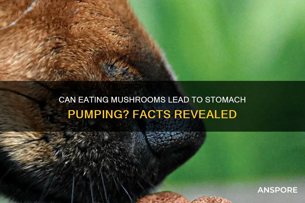 could you get stomache pumped eating mushroom