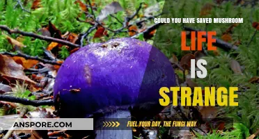 How You Could Have Saved Mushroom in Life is Strange