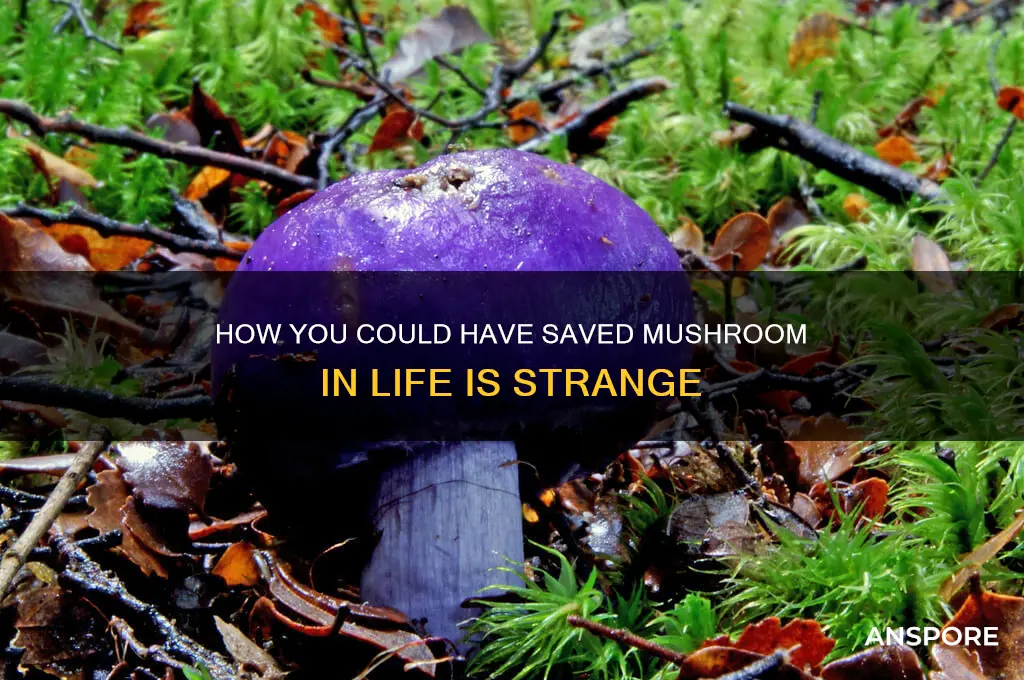 could you have saved mushroom life is strange