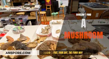 Where Are the Mushrooms? Tips for Finding Elusive Fungi in Nature