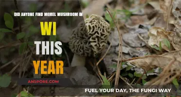 Wisconsin Morel Mushroom Hunt 2023: Success Stories and Findings
