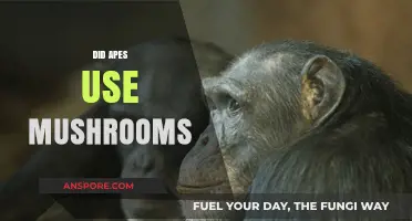 Exploring the Ancient Connection: Did Apes Utilize Mushrooms for Survival?
