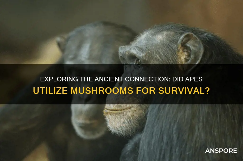 did apes use mushrooms