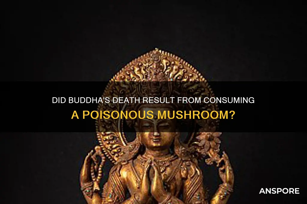 did buddha die from a mushroom