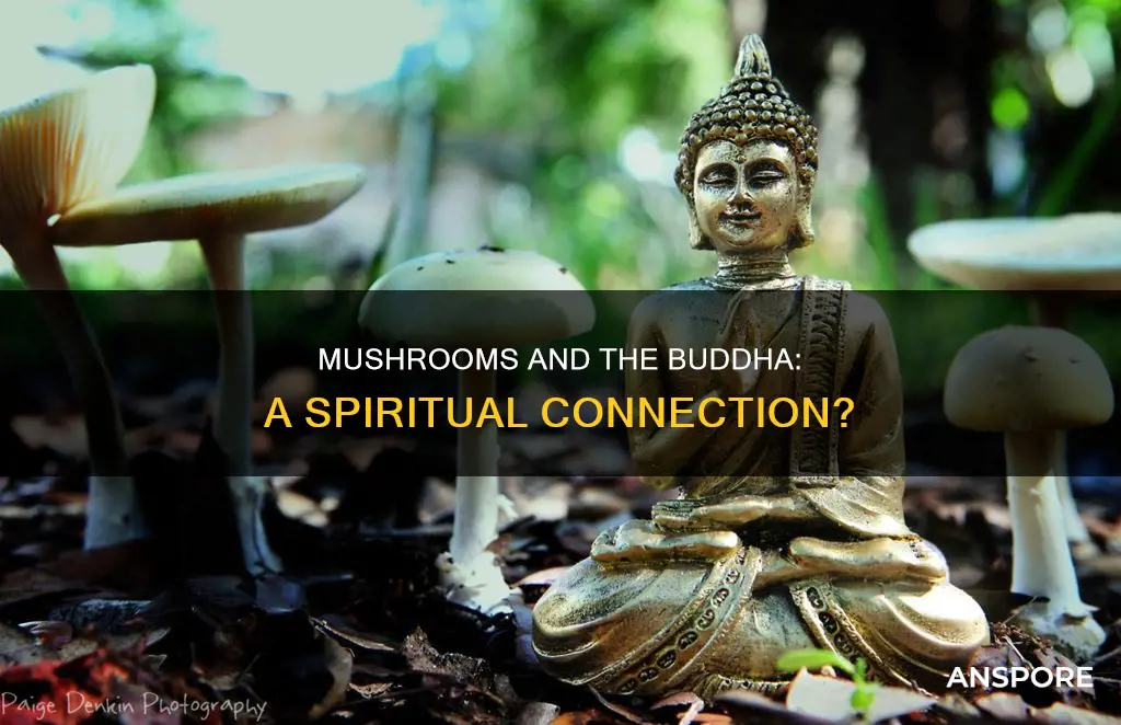 did buddha do mushrooms