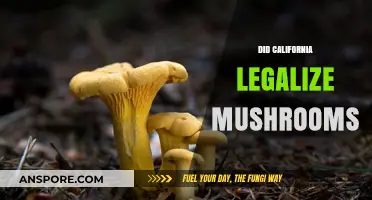 California's Psychedelic Shift: Are Magic Mushrooms Now Legal?