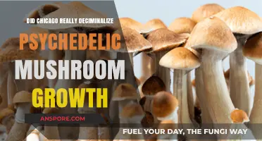 Chicago's Psychedelic Shift: Decriminalizing Mushroom Growth Explained