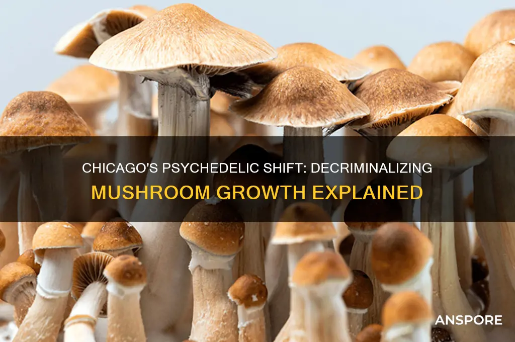 did chicago really deciminalize psychedelic mushroom growth