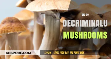 How Decriminalization of Mushrooms in Colorado is Changing Minds